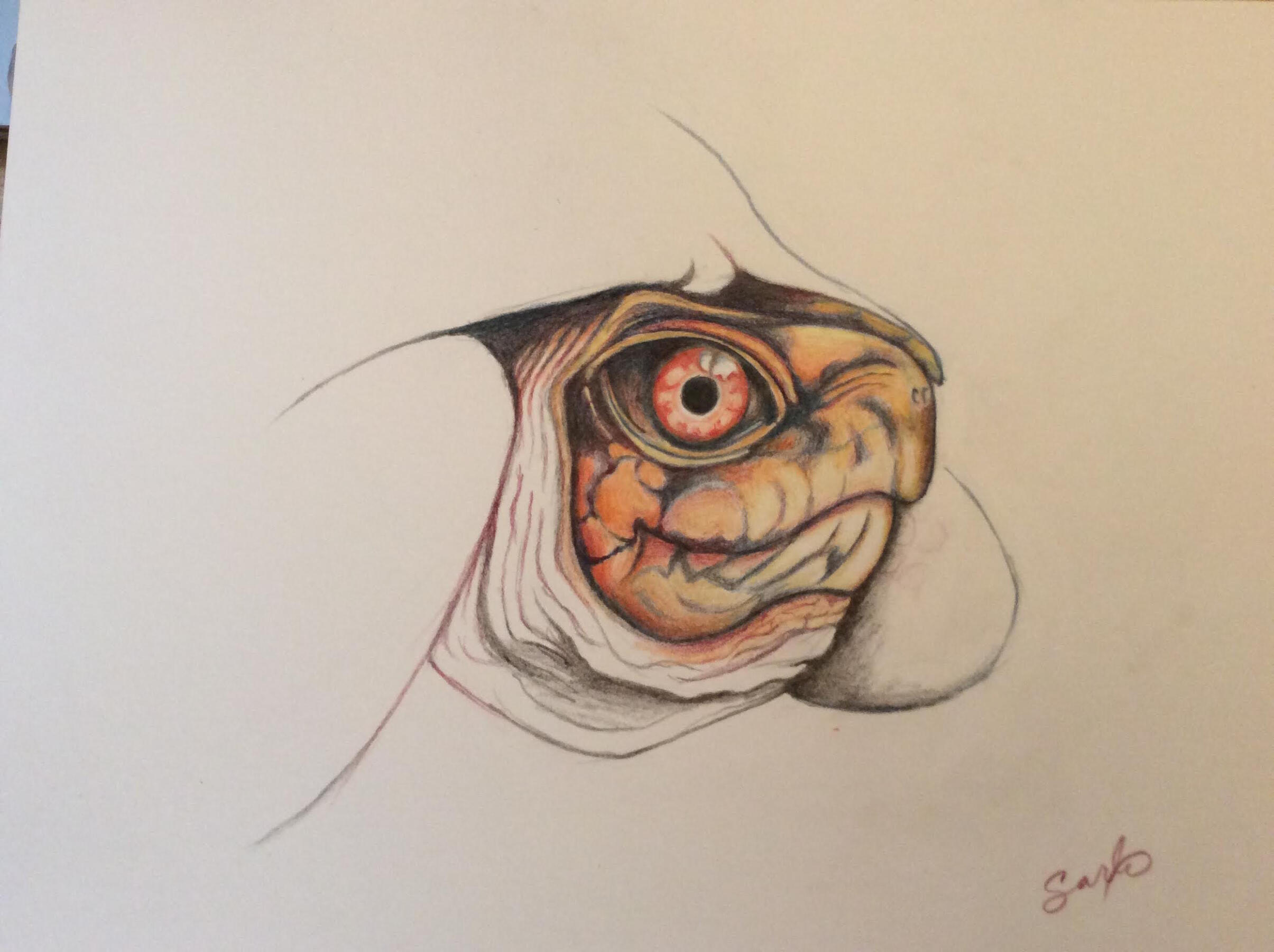 &quot;Box Turtle No. 2&quot; (©️ 2024. Acrylic on canvas.)